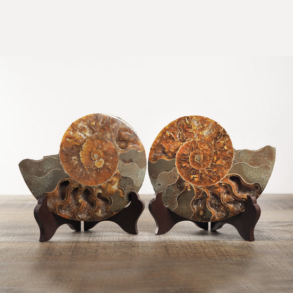 Orange Agatized Ammonite Fossil Pair