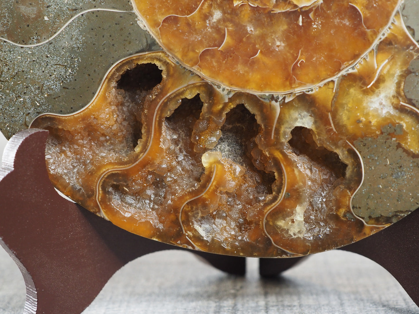 5.25" Orange Agatized Ammonite Fossil Pair on included wooden stands - Closeup