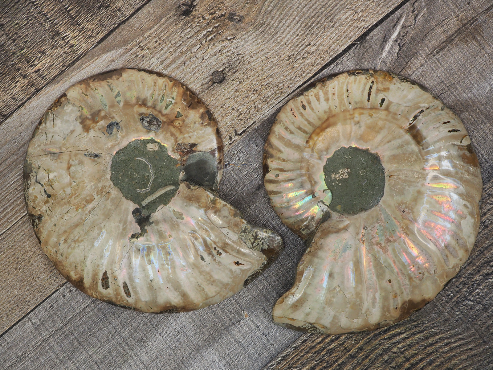 5.25" Orange Agatized Ammonite Fossil Pair from the back