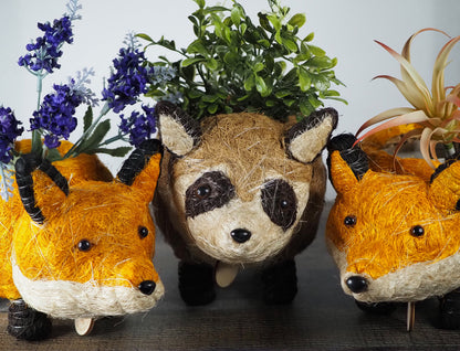 A cute hand-made coco coir raccoon planter - shown with 2 little fox planters